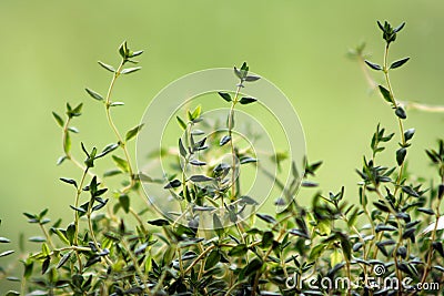 Thyme (Thymus vulgaris) Stock Photo