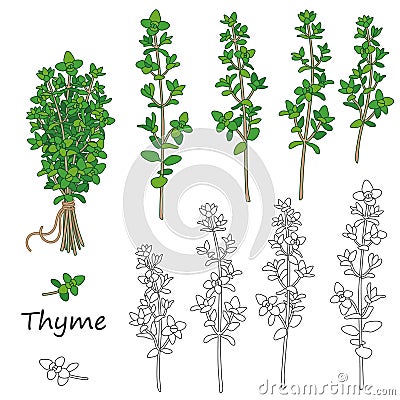 Thyme Twigs Set Vector Illustration