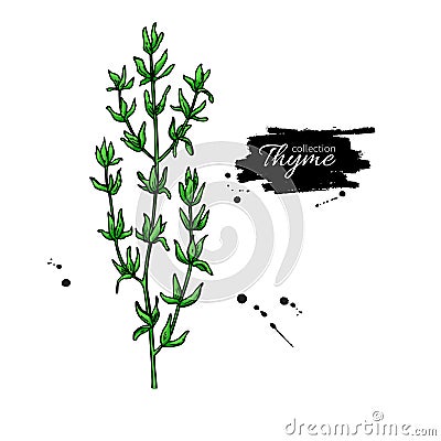 Thyme vector drawing. Isolated thyme plant with leaves. Vector Illustration