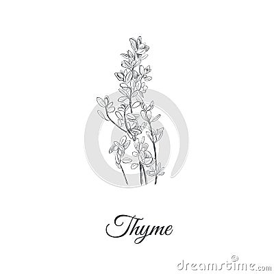 Thyme vector illustration. Thyme Vector Illustration