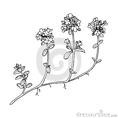 Thyme Vector outline illustration. Hand drawn graphic clipart of spice. Black line flower art. Officinalis herb linear Vector Illustration