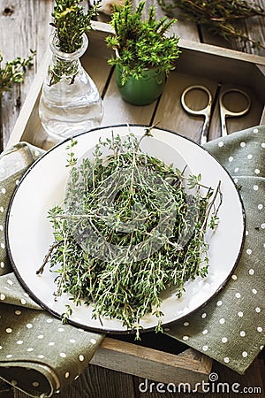 Thyme in vintage plate in wooden box. Stock Photo