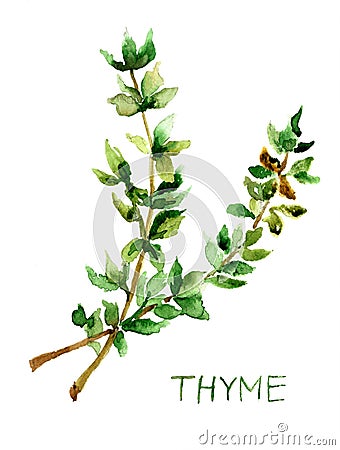 Thyme, watercolor illustration Cartoon Illustration