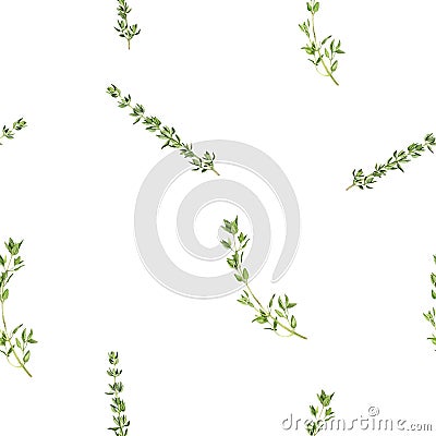 Thyme watercolor illustration seamless pattern. Cartoon Illustration