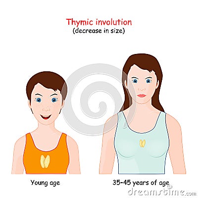 Thymic involution. decrease size of the thymus with age Vector Illustration