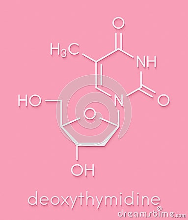 Thymidine deoxythymidine nucleoside molecule. DNA building block. Skeletal formula. Stock Photo