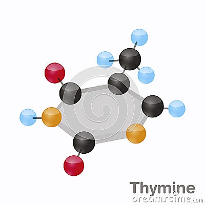 Thymine HexNut, T. Purine nucleobase molecule. Present in DNA. 3D vector illustration on white background Cartoon Illustration