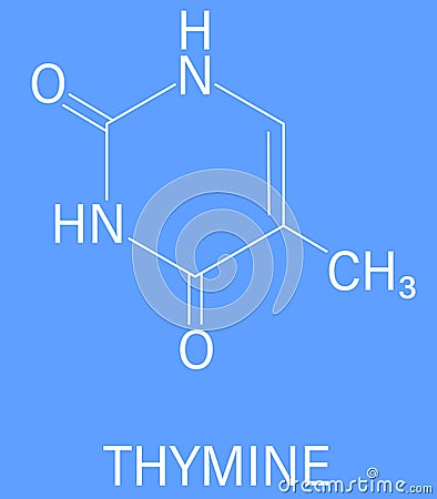 Thymine nucleobase molecule. present in DNA. Skeletal formula. Vector Illustration