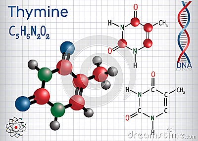 Thymine Thy - pyrimidine nucleobase, fundamental Vector Illustration