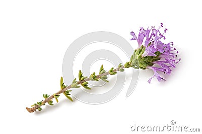 Thymus capitatus Stock Photo