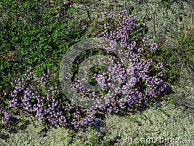 Thymus . Flowers in July in a pine forest. Fallen needles and sand. Stock Photo