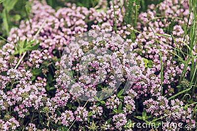 Thymus with flowers Stock Photo