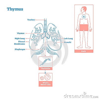 Thymus gland of Endocrine System. Medical science vector illustration diagram Vector Illustration