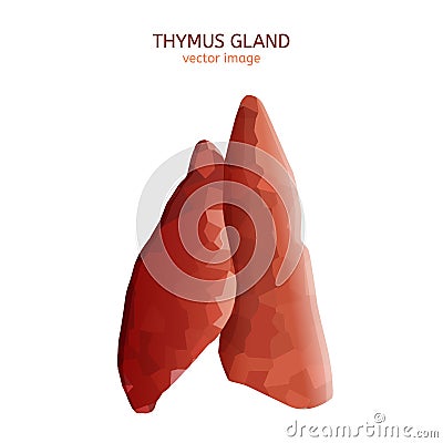 Thymus gland image Vector Illustration