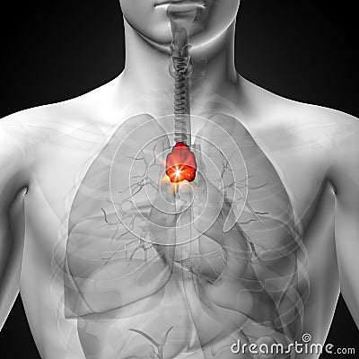 Thymus - Male anatomy of human organs - x-ray view Stock Photo