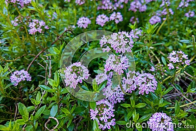 Thymus pulegioides with lilac pink flowers. Nature Stock Photo