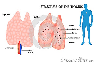 The thymus is a specialized primary lymphoid organ of the immune system. Vector Illustration