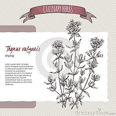 Thymus vulgaris aka Thyme vector hand drawn sketch. Vector Illustration