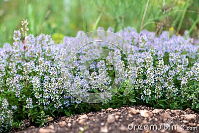 Thymus vulgaris known as Common Thyme, Garden thyme, variety with pale pink flowers - medicinal herb Stock Photo