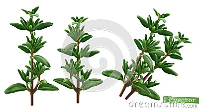 Thymus vulgaris, thyme aromatic herbs. 3d food illustration. Vector object Vector Illustration