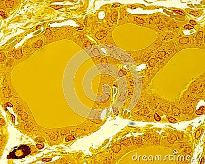 Thyroid gland follicles. Semithin section Stock Photo