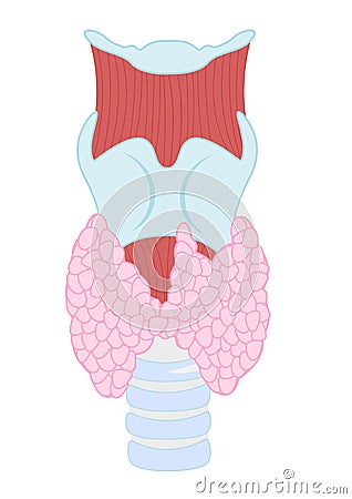 Thyroid gland Vector Illustration