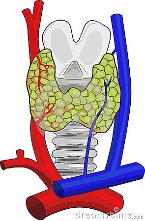 Thyroid Gland Anatomy Vector Illustration