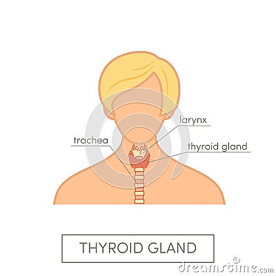 Thyroid gland anatomy of female Stock Photo