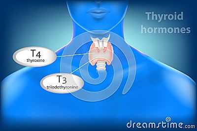 Thyroid Gland Anatomy. Thyroid hormones Vector Illustration