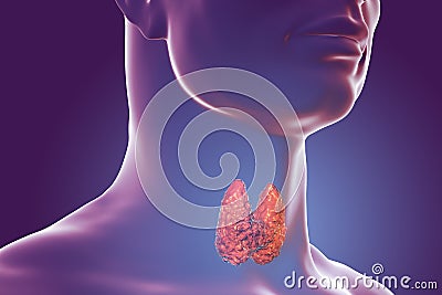 Thyroid gland illustration Cartoon Illustration