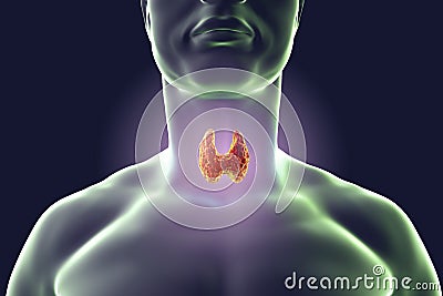 Thyroid gland illustration Cartoon Illustration