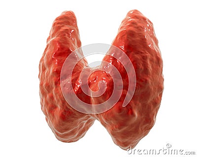 Thyroid gland, illustration Cartoon Illustration