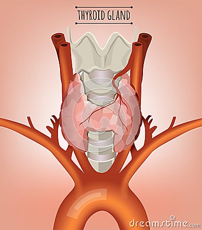 Thyroid Gland Image Vector Illustration