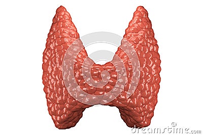 Thyroid gland isolated front view Stock Photo