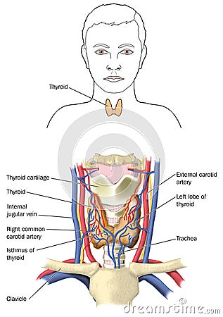 The thyroid gland Stock Photo