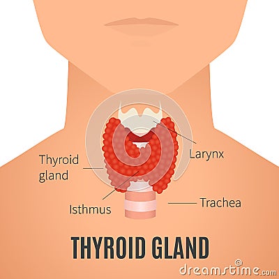 Thyroid gland on a man silhouette Vector Illustration