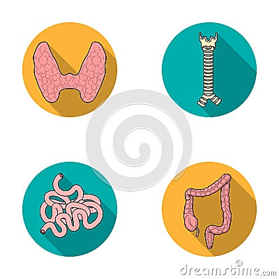 Thyroid gland, spine, small intestine, large intestine. Human organs set collection icons in flat style vector symbol Vector Illustration