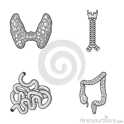 Thyroid gland, spine, small intestine, large intestine. Human organs set collection icons in monochrome style vector Vector Illustration