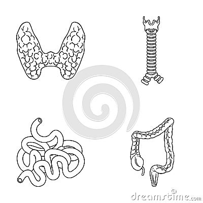 Thyroid gland, spine, small intestine, large intestine. Human organs set collection icons in outline style vector symbol Vector Illustration