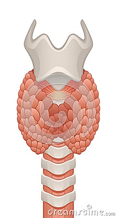 Thyroid gland Vector Illustration