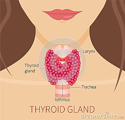 Thyroid gland of a woman Cartoon Illustration