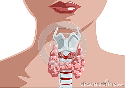 Thyroid gland at woman Vector Illustration