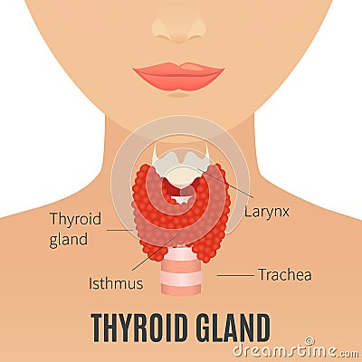 Thyroid gland on woman silhouette Vector Illustration