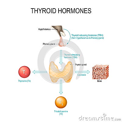 Thyroid hormones. Human endocrine system Vector Illustration