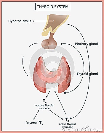 Thyroid System Image Vector Illustration