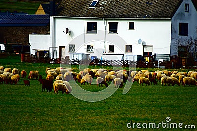ThÃ¼r, Germany - 02 29 2020: Sheep herd on winter green grassland Editorial Stock Photo