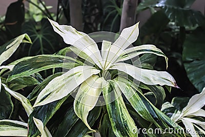 Ti or Cordyline fruticosa tropical rainforest plant with green and white variegated leaves-closeup against a dark blurred tropical Stock Photo