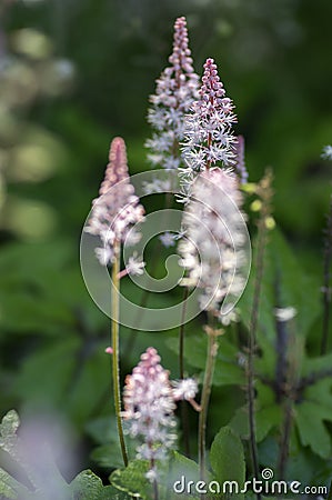 Tiarella Pink Skyrocket ornamental garden flower in bloom, pink white flowering plant Stock Photo