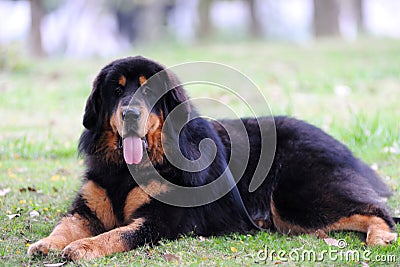 Tibentan Mastiff Dog Stock Photo