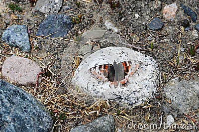 Tibet, the area of mount Kailas Kailash. Butterfly on a stone at an altitude of more than 5000 meters above sea level Stock Photo